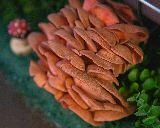 _KW17263